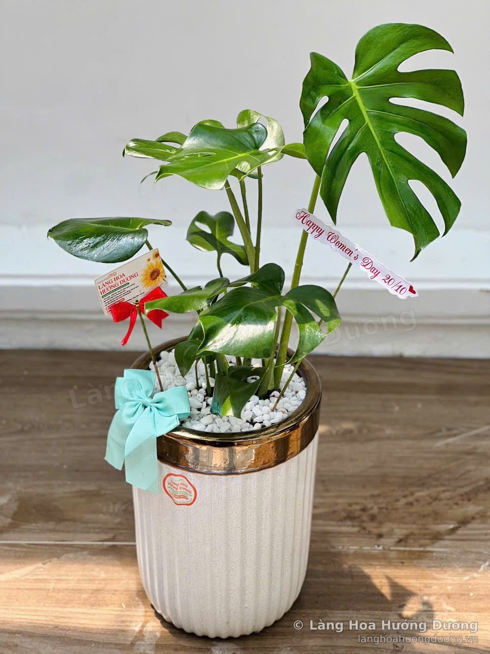 Trầu bà lá xẻ Monstera trong chậu sứ trắng viền vàng, phủ sỏi trắng, có thẻ Làng Hoa Hướng Dương