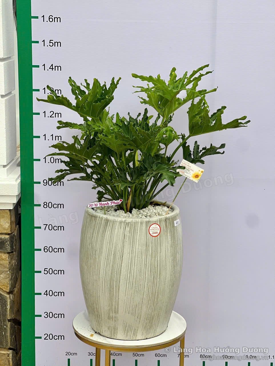 Trầu bà Thanh Xuân lá xẻ trong chậu gốm xám sọc, đặt cạnh thước đo chiều cao tại Làng Hoa Hướng Dương