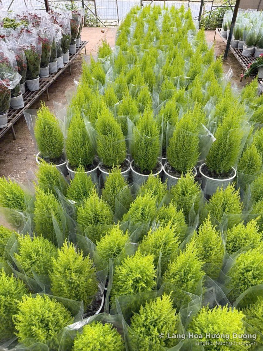Hàng chậu tùng bách vàng bọc nilon trong nhà lưới