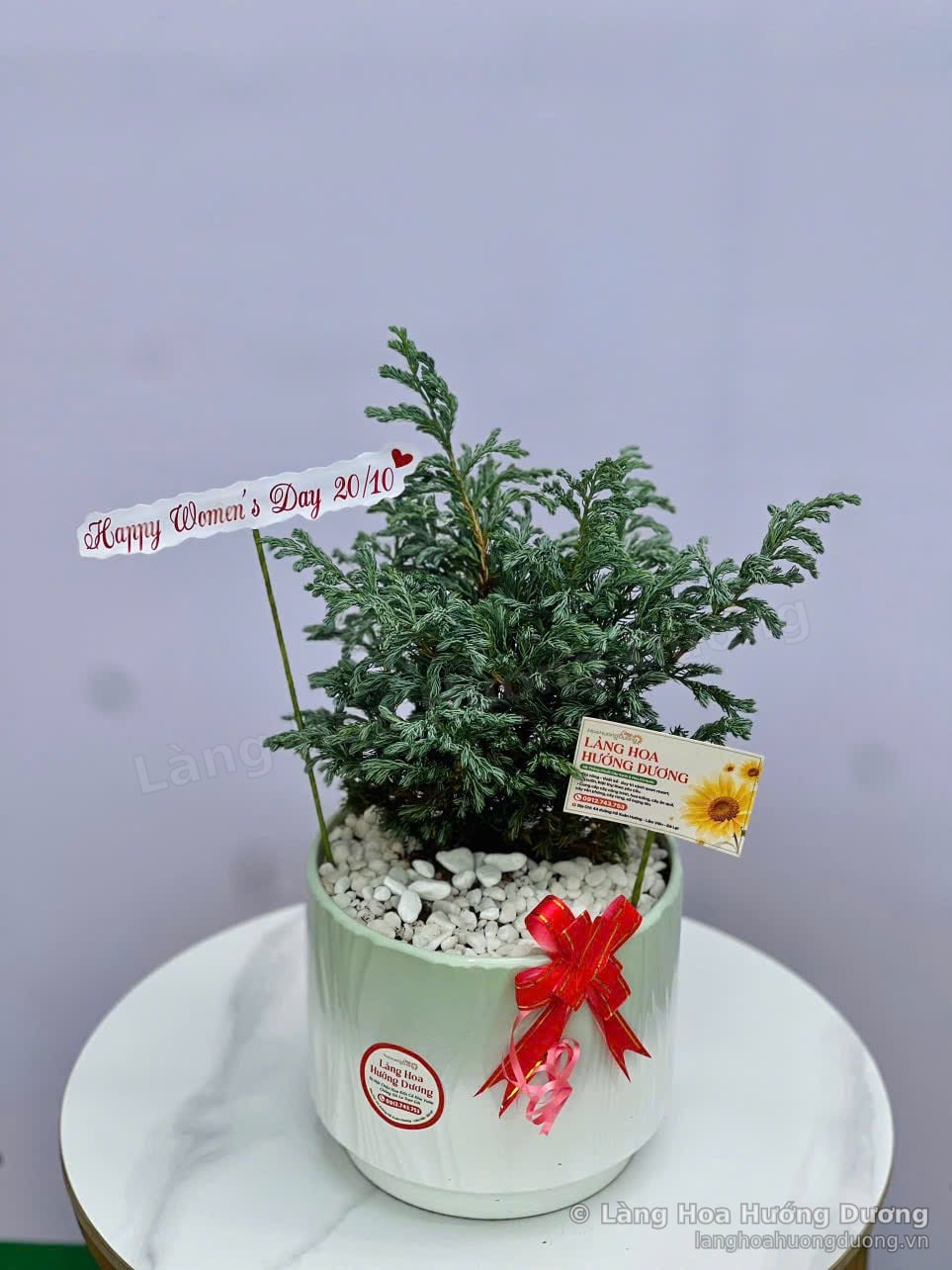 Chậu Tùng Tuyết lá xanh bạc trong chậu sứ xanh mint rải đá trắng, thắt nơ đỏ