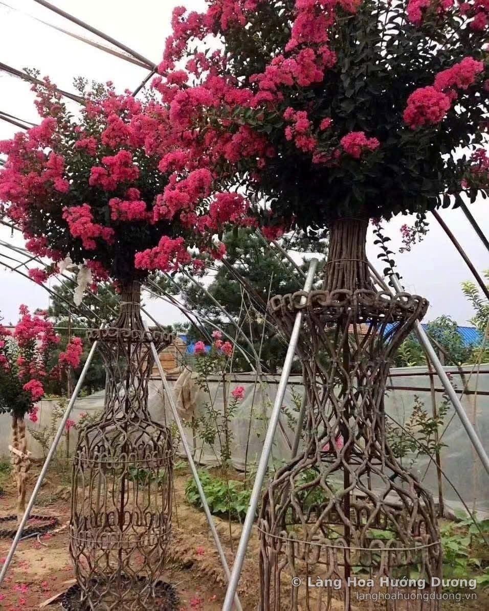 Hai cây tường vi nở hoa hồng đỏ trên thân đan lồng sắt