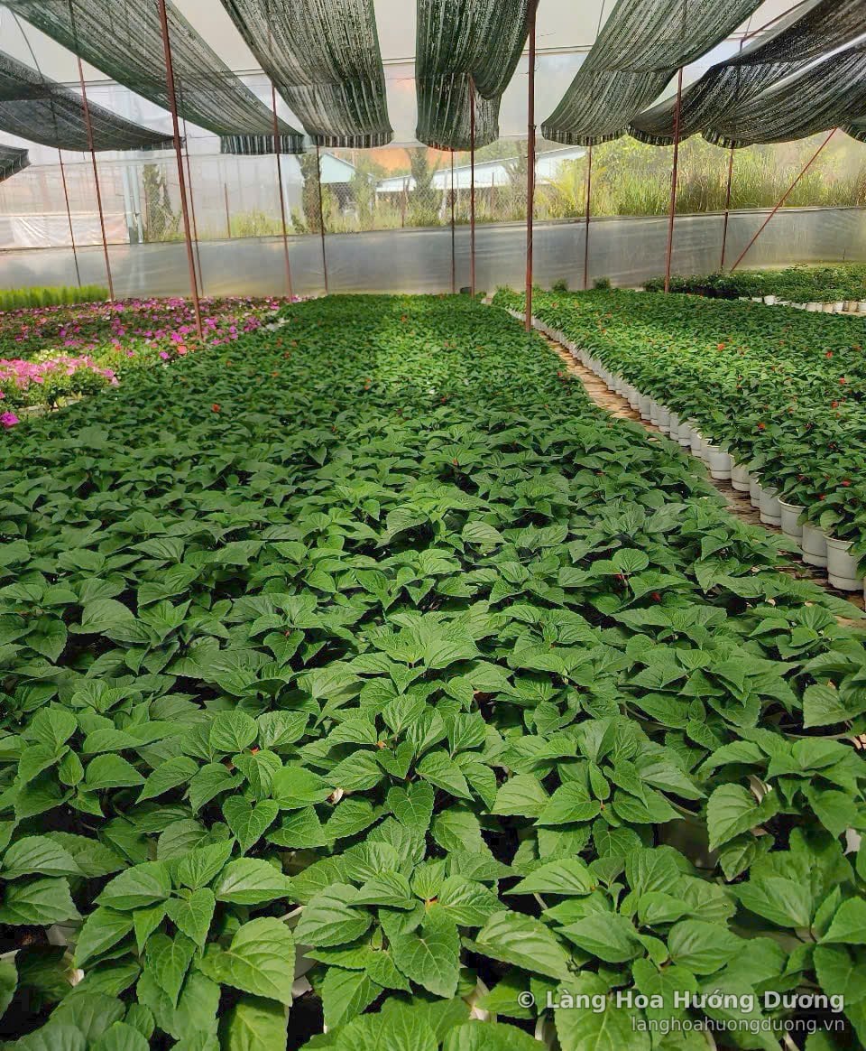 Luống cây lá xanh lớn trong nhà lưới có lưới che nắng phía trên