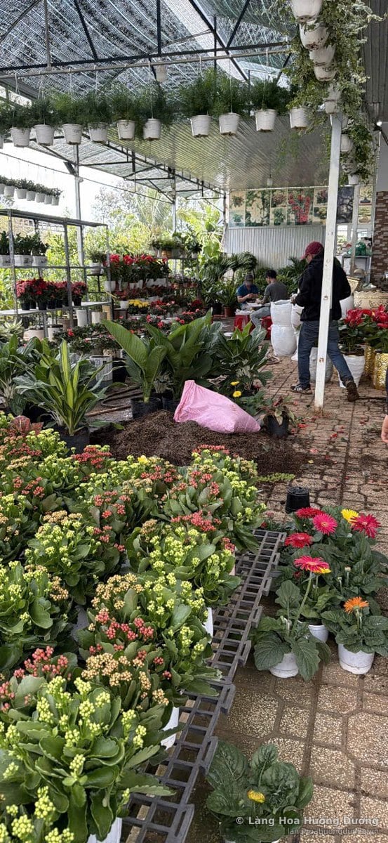 Khu nhà lưới treo nhiều chậu cây trên cao, phía dưới là các luống hoa chậu