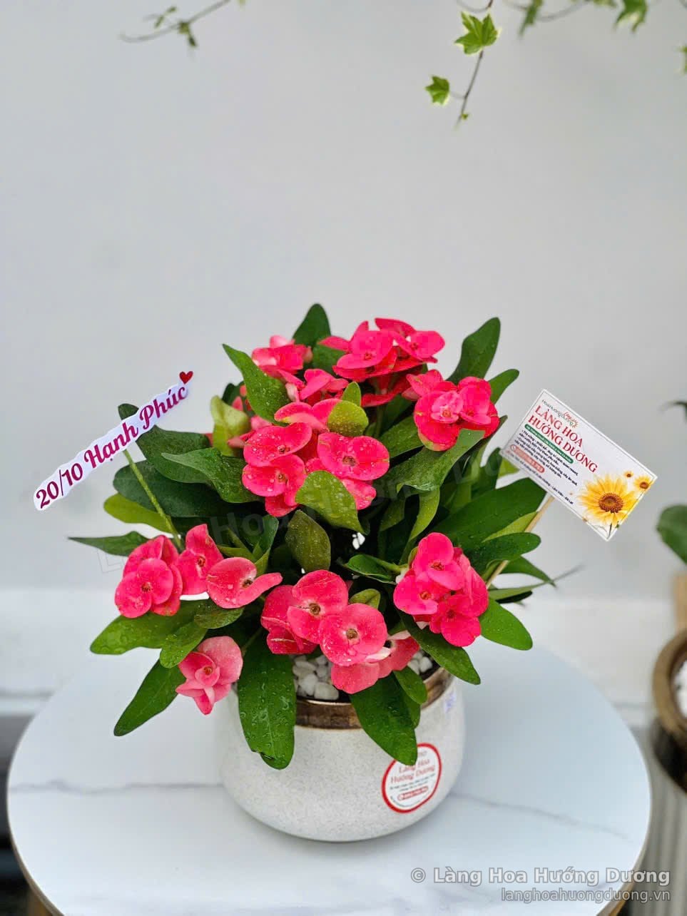 Chậu xương rồng Bát Tiên hoa hồng trong chậu sứ tròn men kem viền vàng