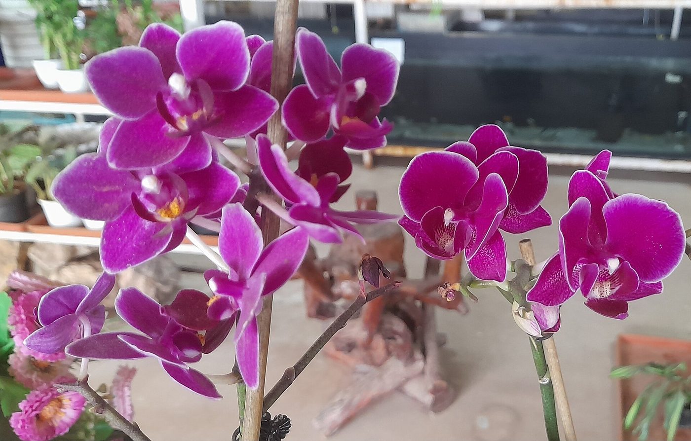 Lan hồ điệp tím — quý phái, hợp mừng thọ và tặng cha mẹ