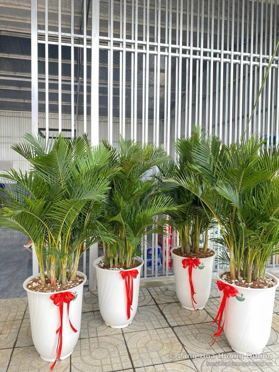 Bốn chậu cau vàng trong chậu trắng thắt nơ đỏ đặt trước cửa, tán lá xanh mềm xòe đều