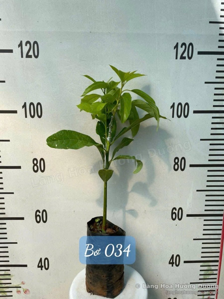 Cây Giống Bơ 034