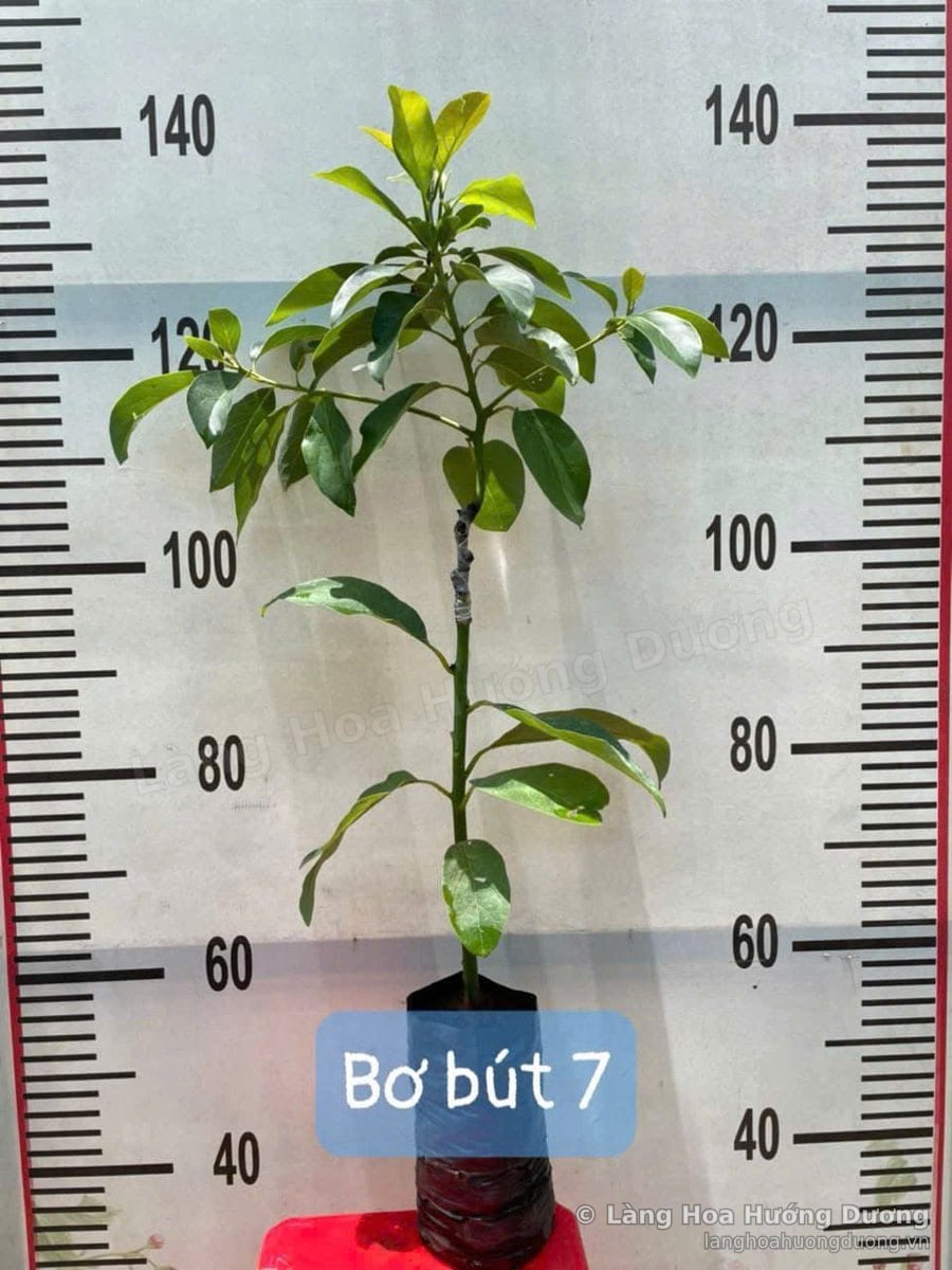 Cây Giống Bơ Bút 7