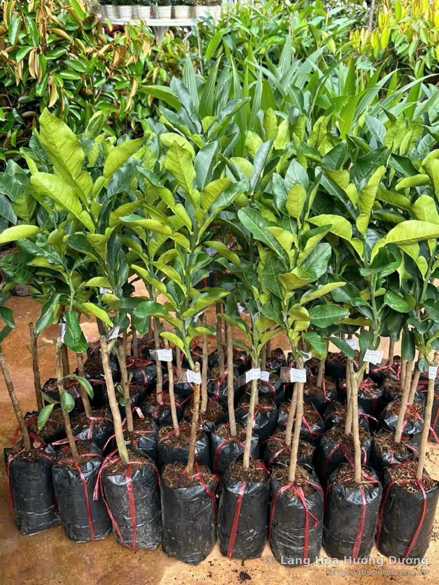 Cây Giống Bưởi Da Xanh Bầu Đen