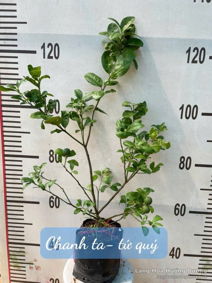Cây Giống Chanh Ta Tứ Quý