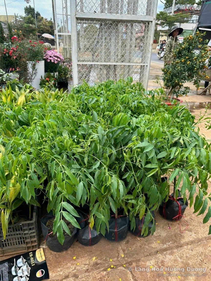 Cây Giống Cóc Bầu Đen