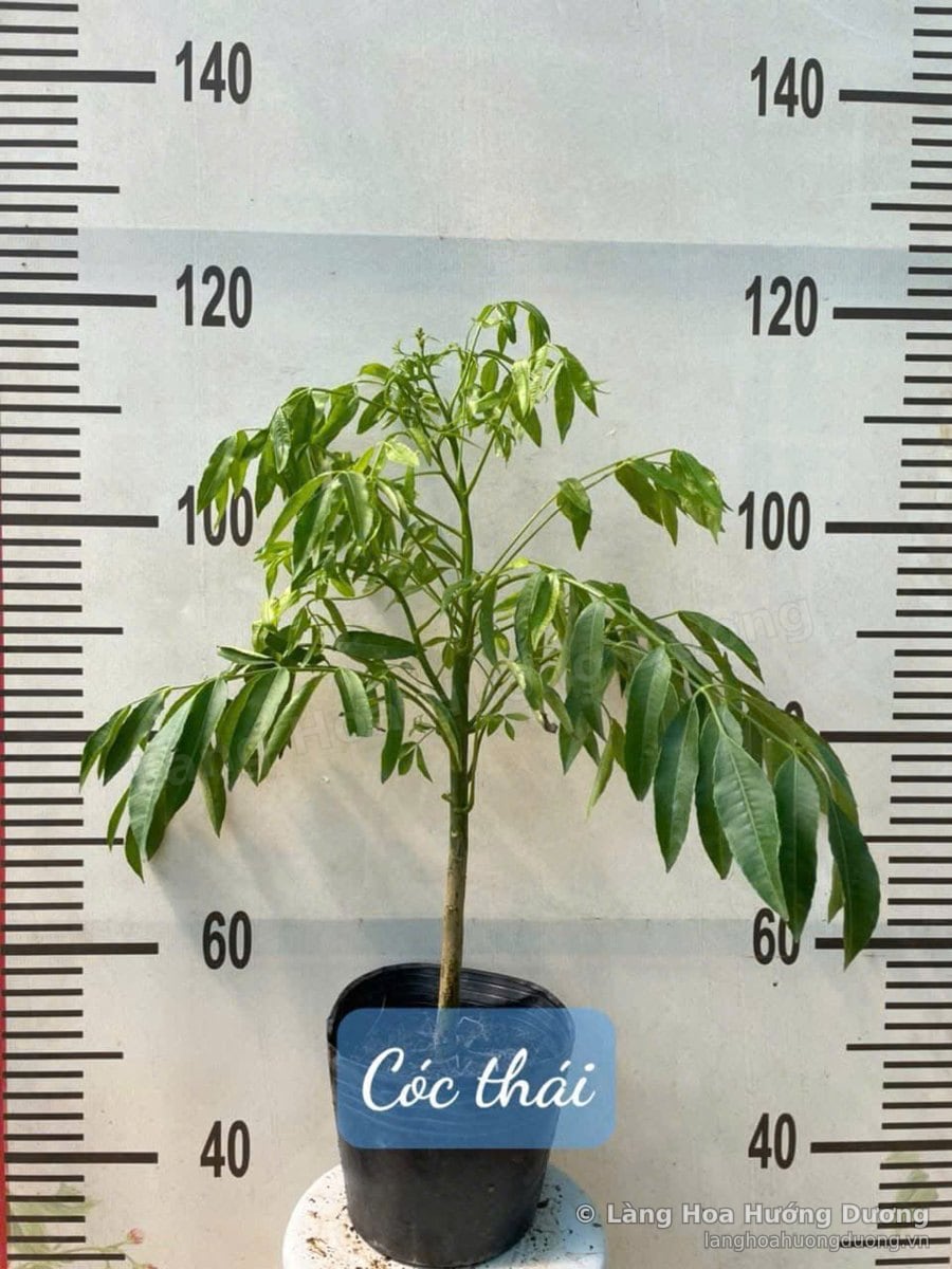 Cây Giống Cóc Thái