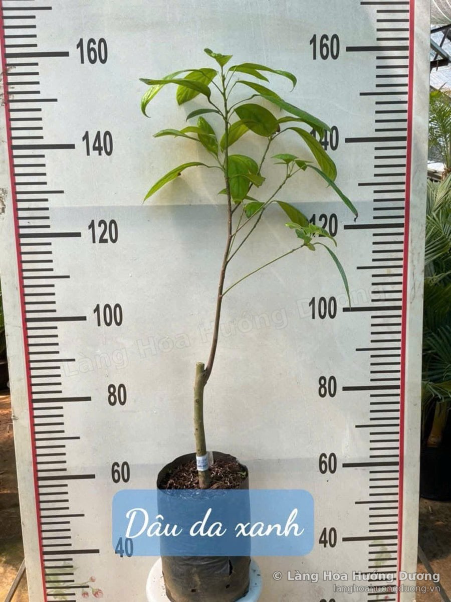 Cây Giống Dâu Da Xanh