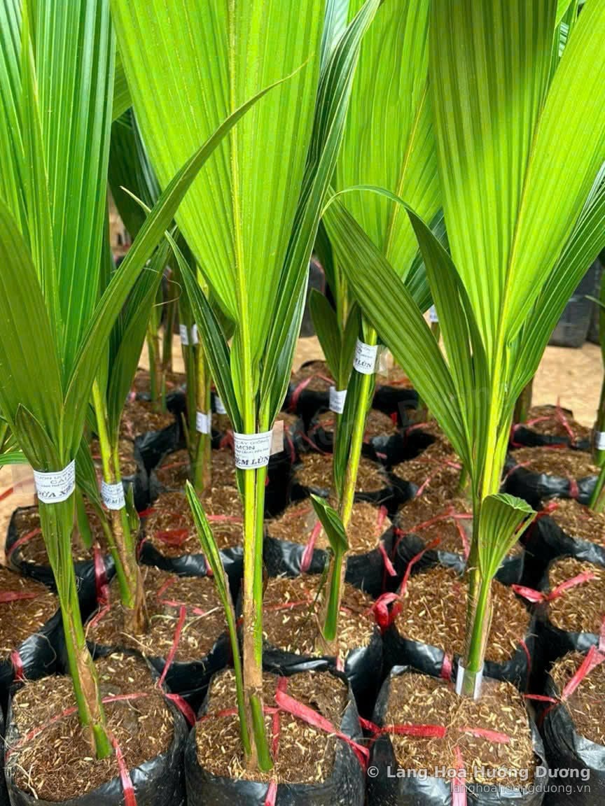 Cây Giống Dừa Xiêm Bầu Đen