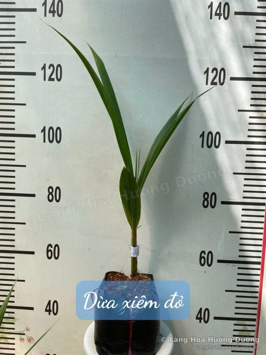 Cây Giống Dừa Xiêm Đỏ