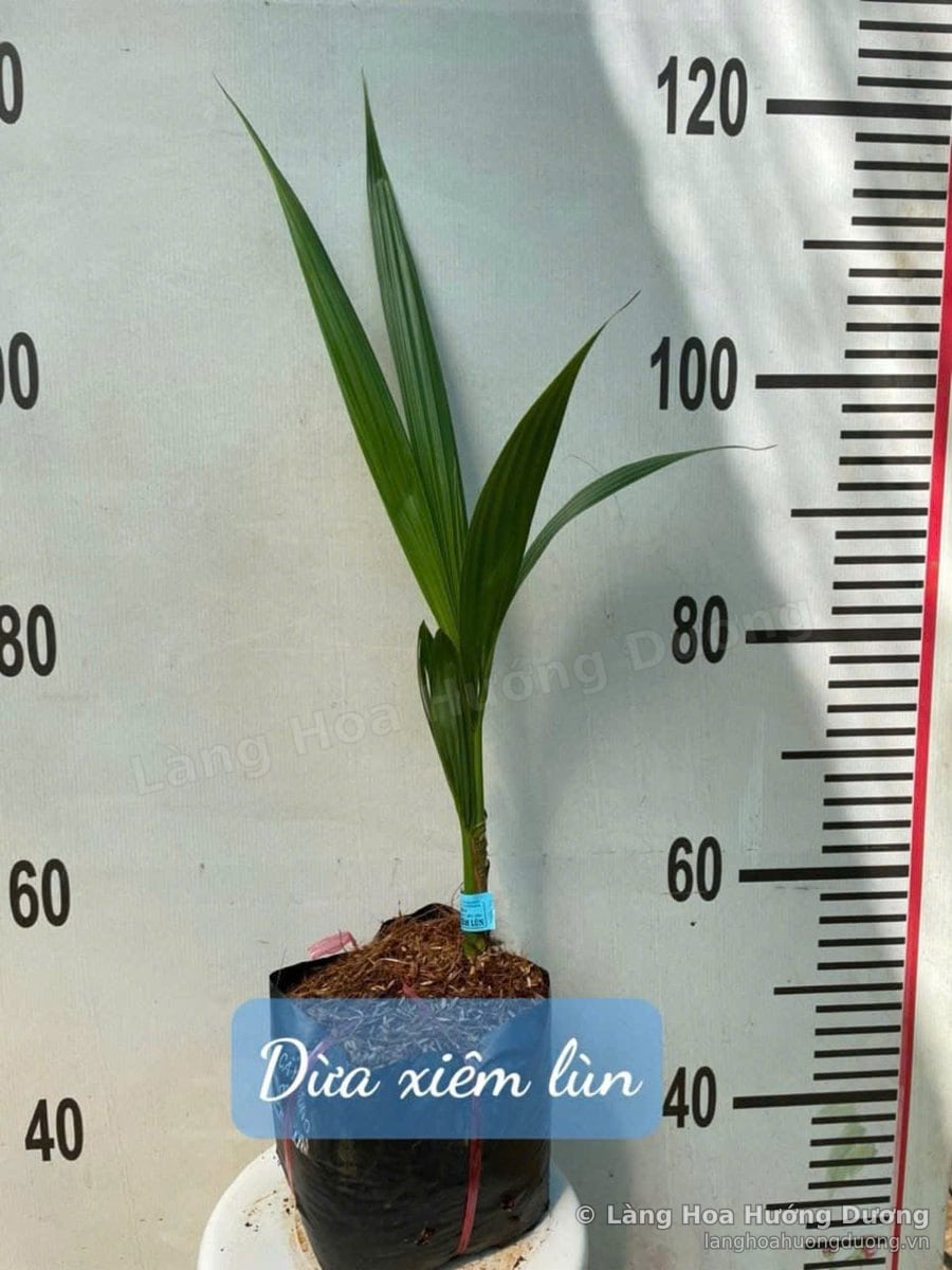Cây Giống Dừa Xiêm Lùn