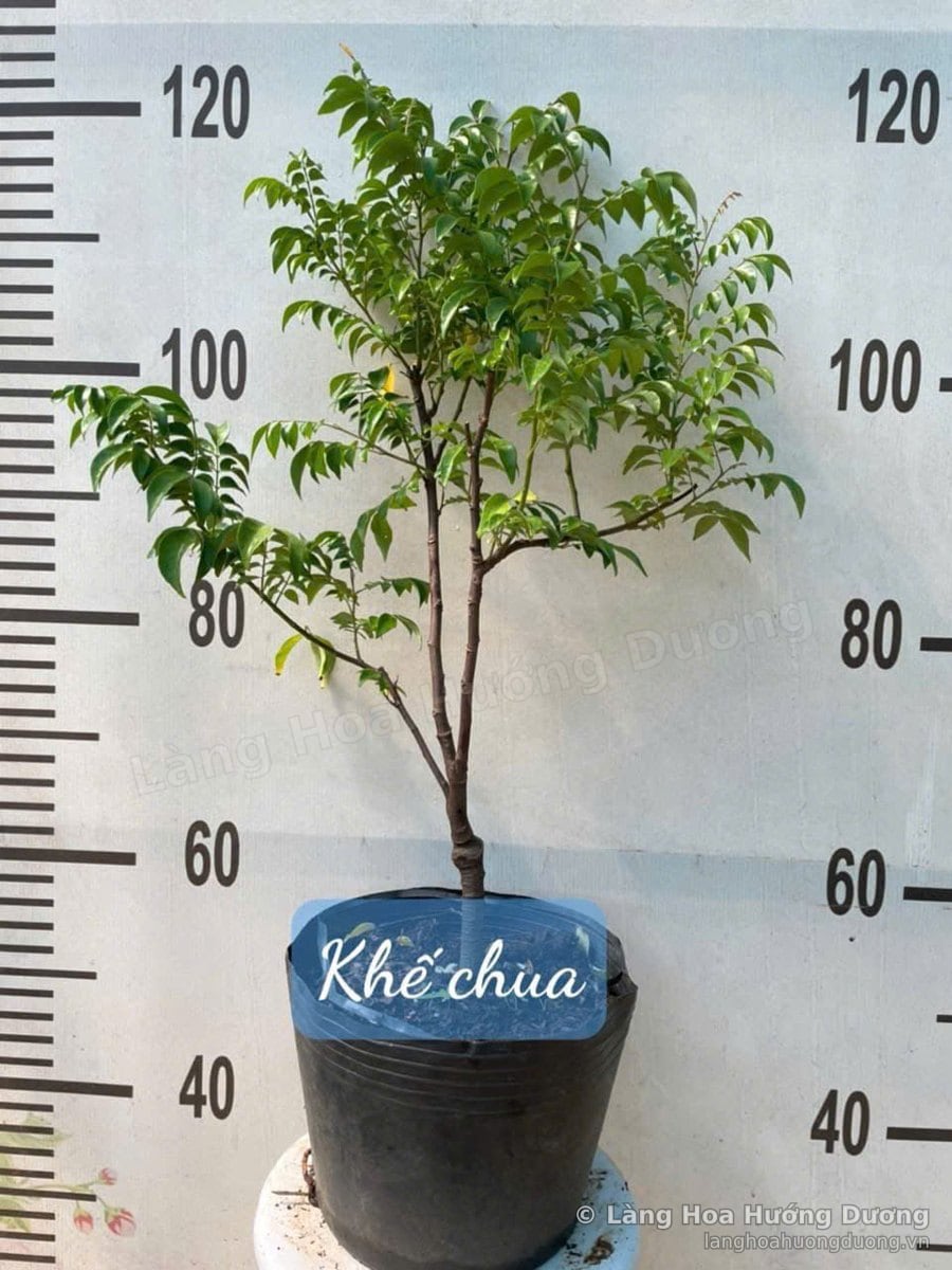 Cây Giống Khế Chua