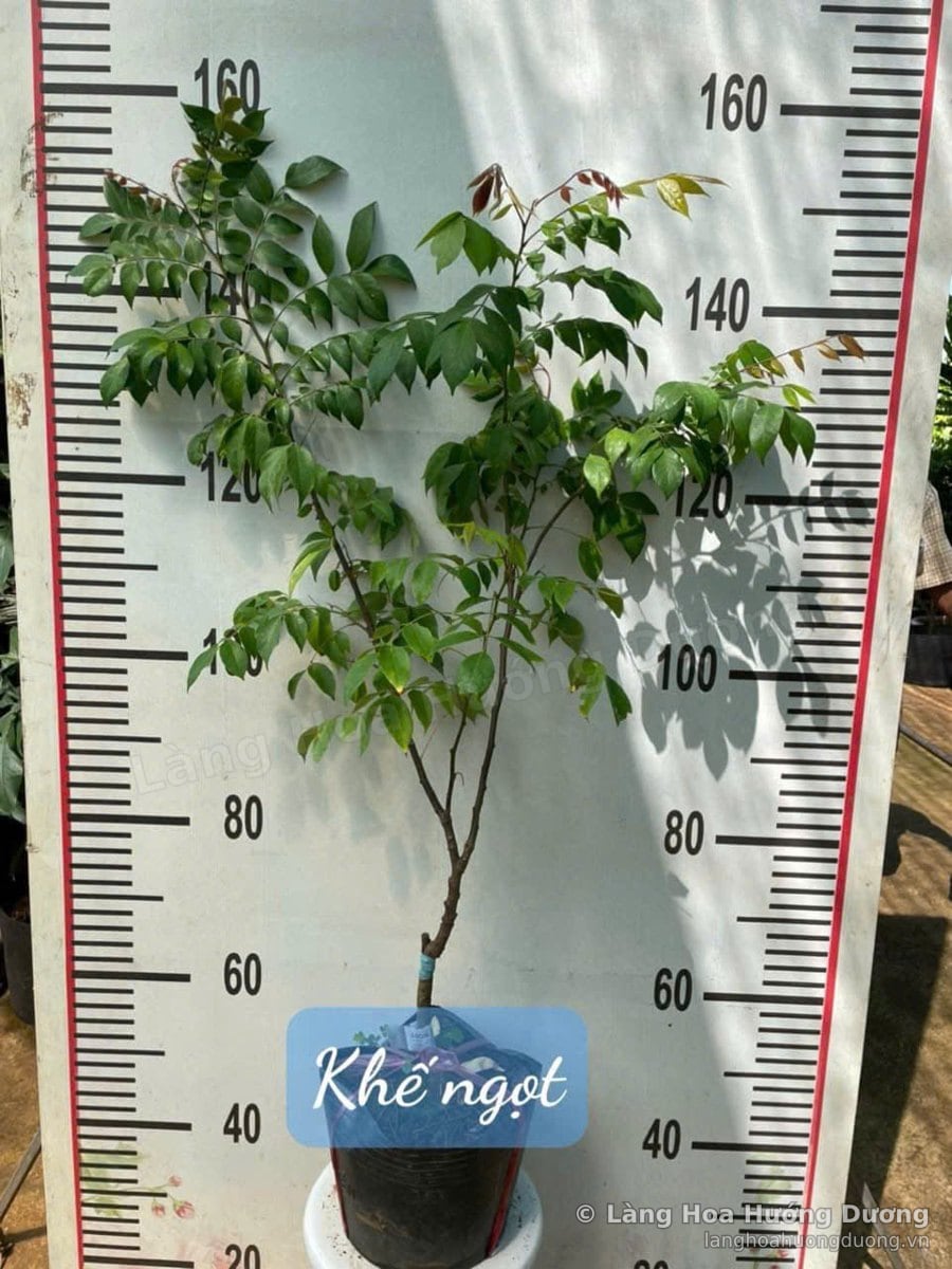 Cây Giống Khế Ngọt