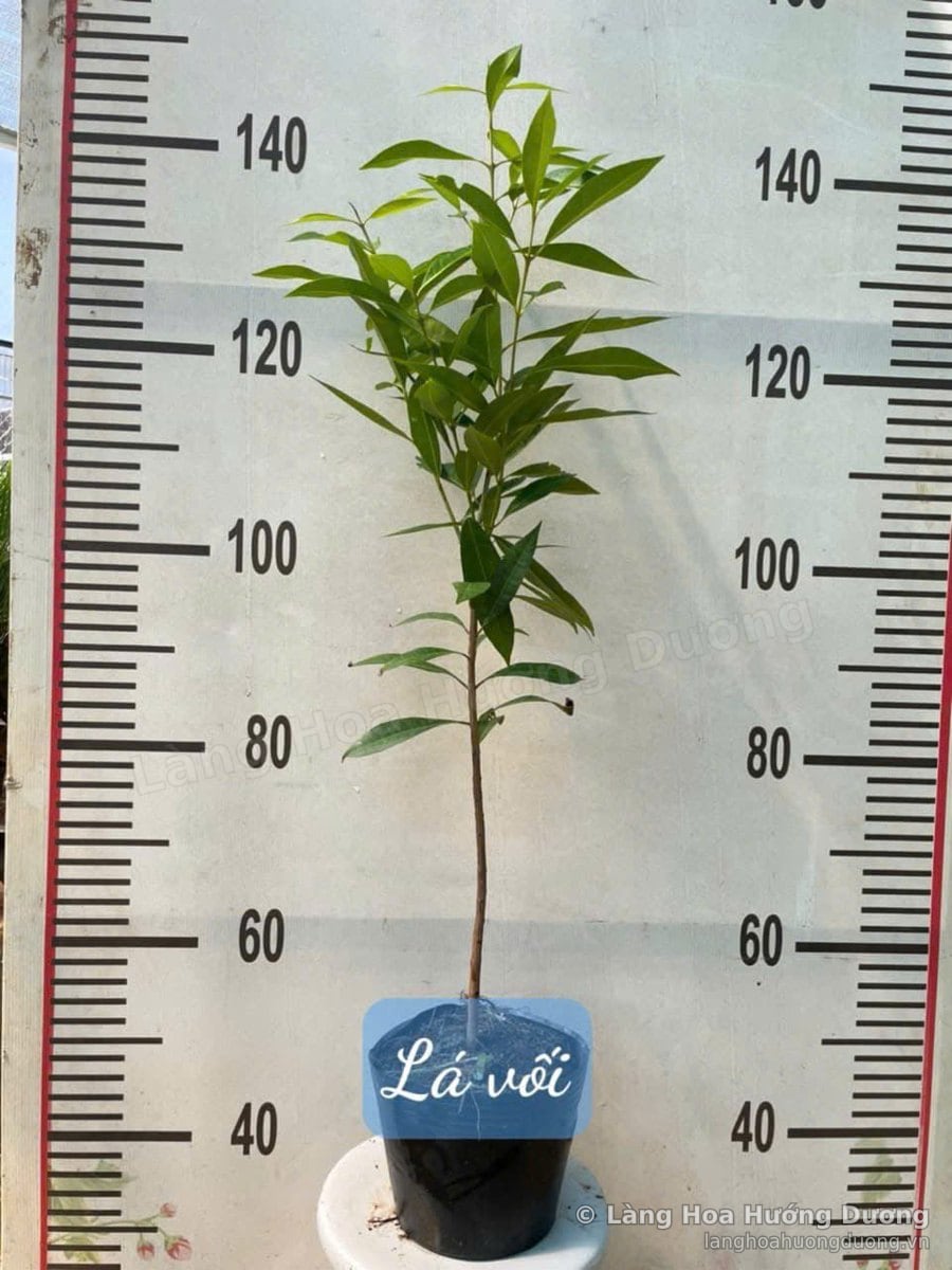 Cây Giống Lá Vối