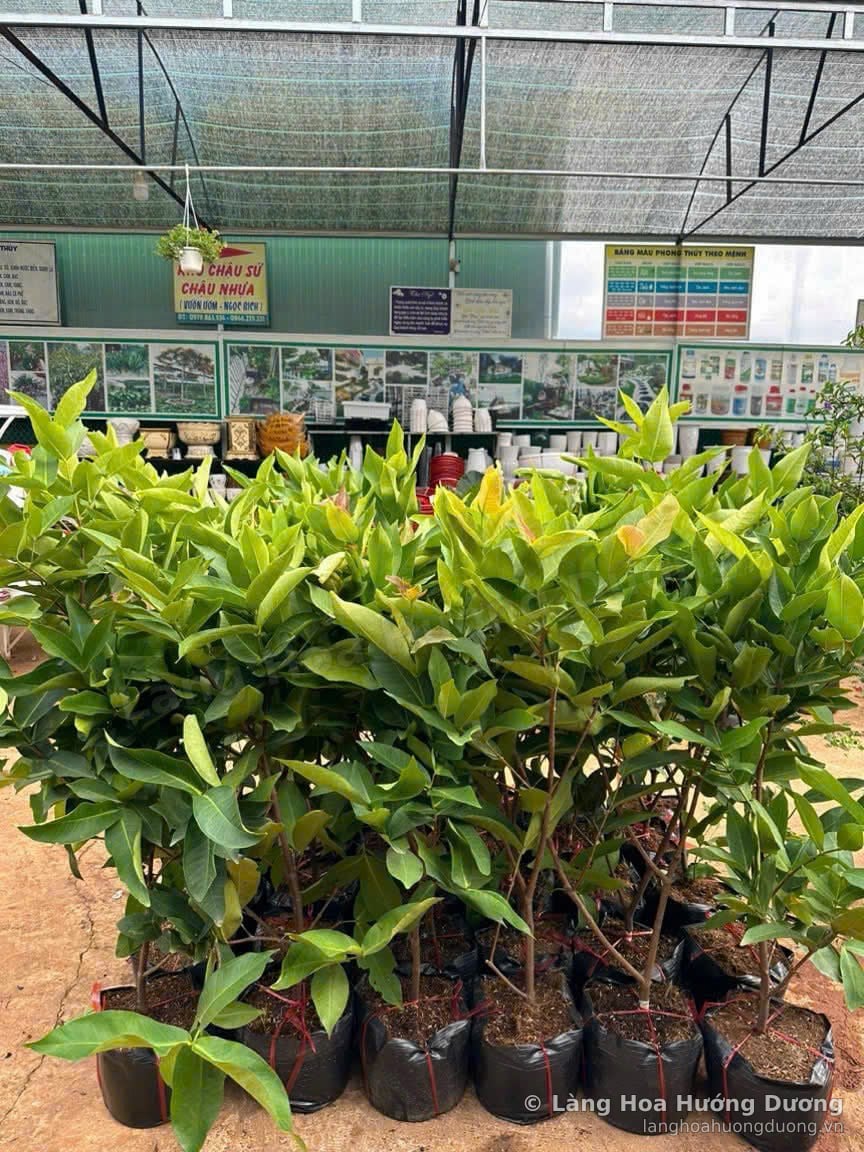 Cây Giống Mận An Phước Bầu Đen