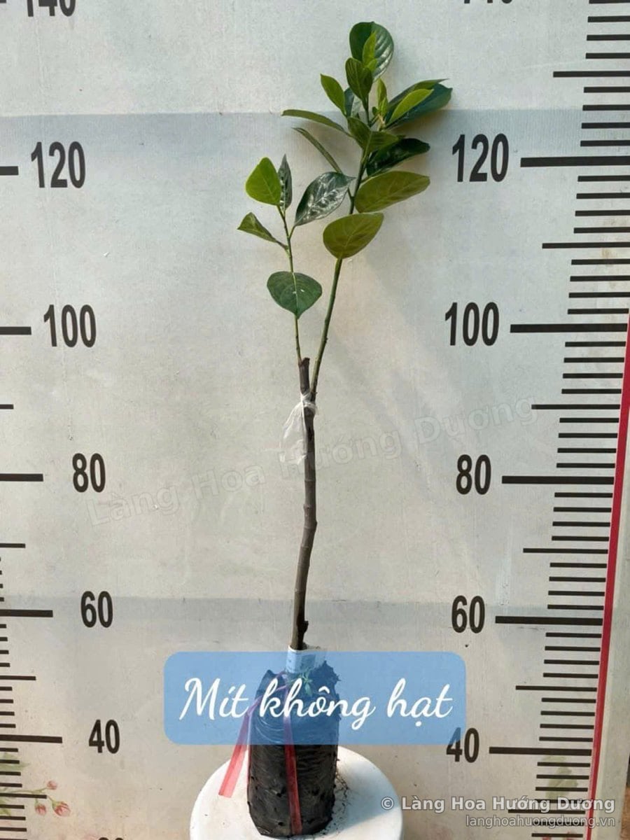 Cây Giống Mít Không Hạt