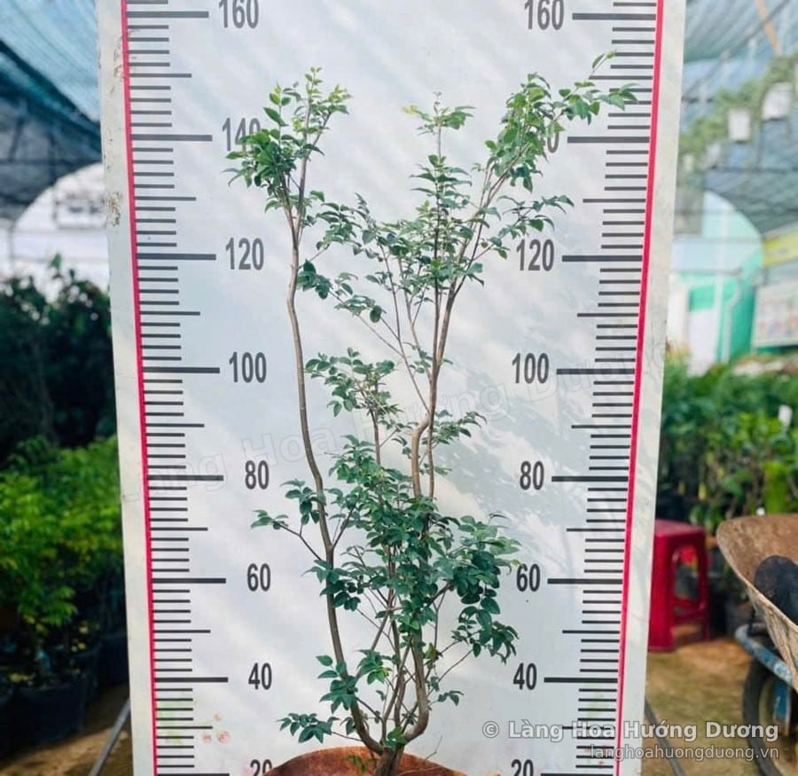 Cây Giống Nho Thân Gỗ