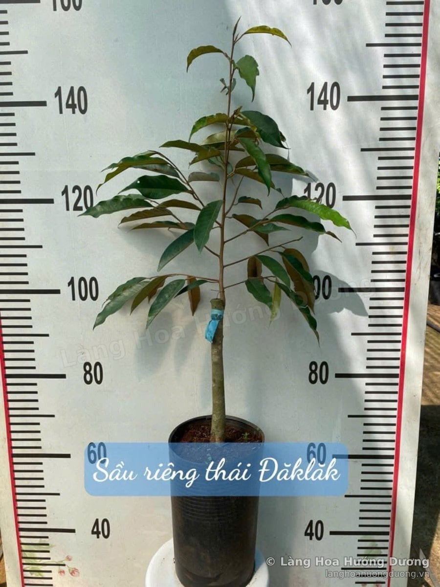 Cây Giống Sầu Riêng Thái Đắk Lắk