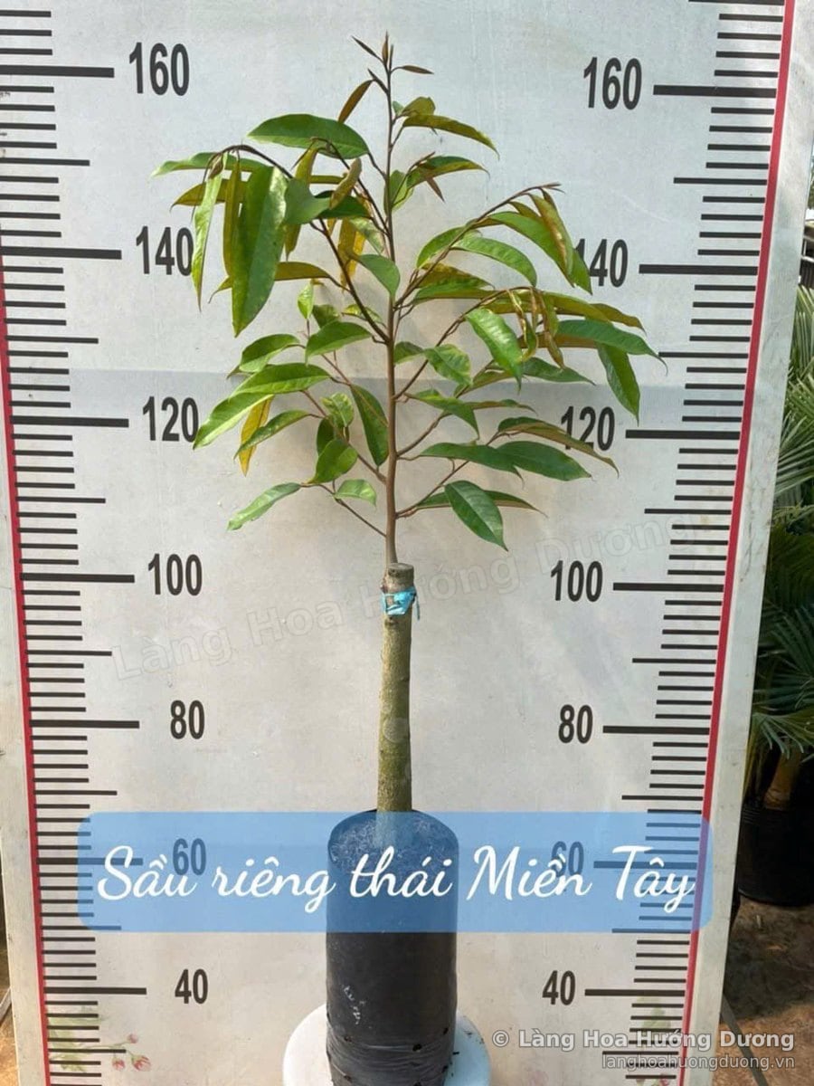 Cây Giống Sầu Riêng Thái Miền Tây