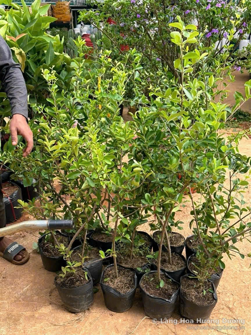 Cây Giống Sơ Ri Bầu Đen