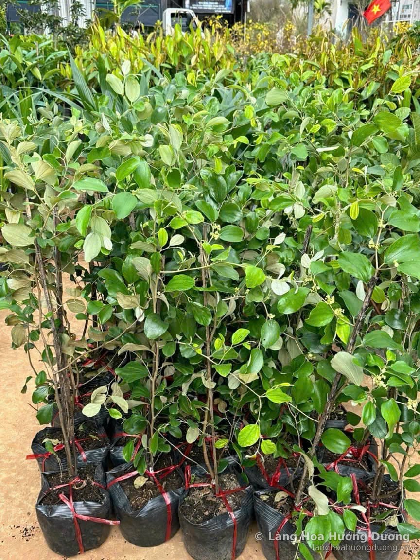 Cây Giống Táo Xanh Bầu Đen