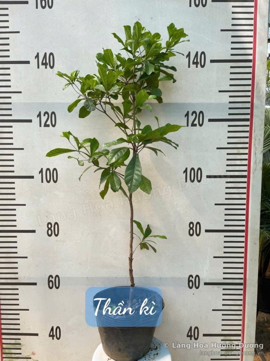 Cây Giống Thần Kỳ