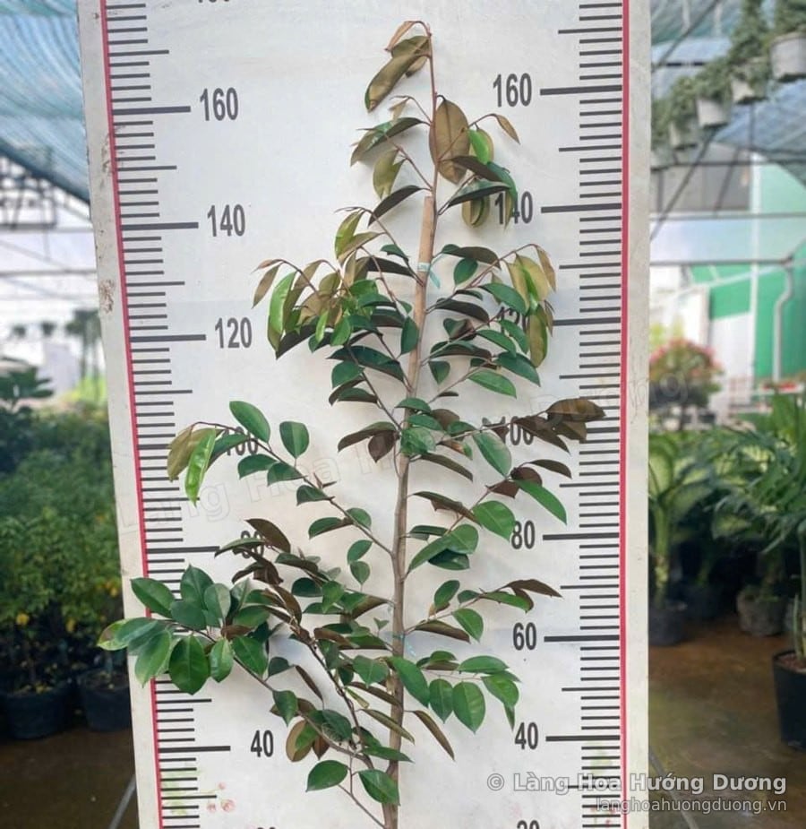 Cây Giống Vú Sữa Lò Rèn