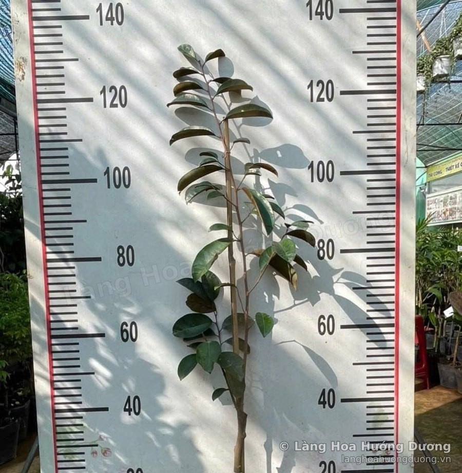 Cây Giống Vú Sữa Tím