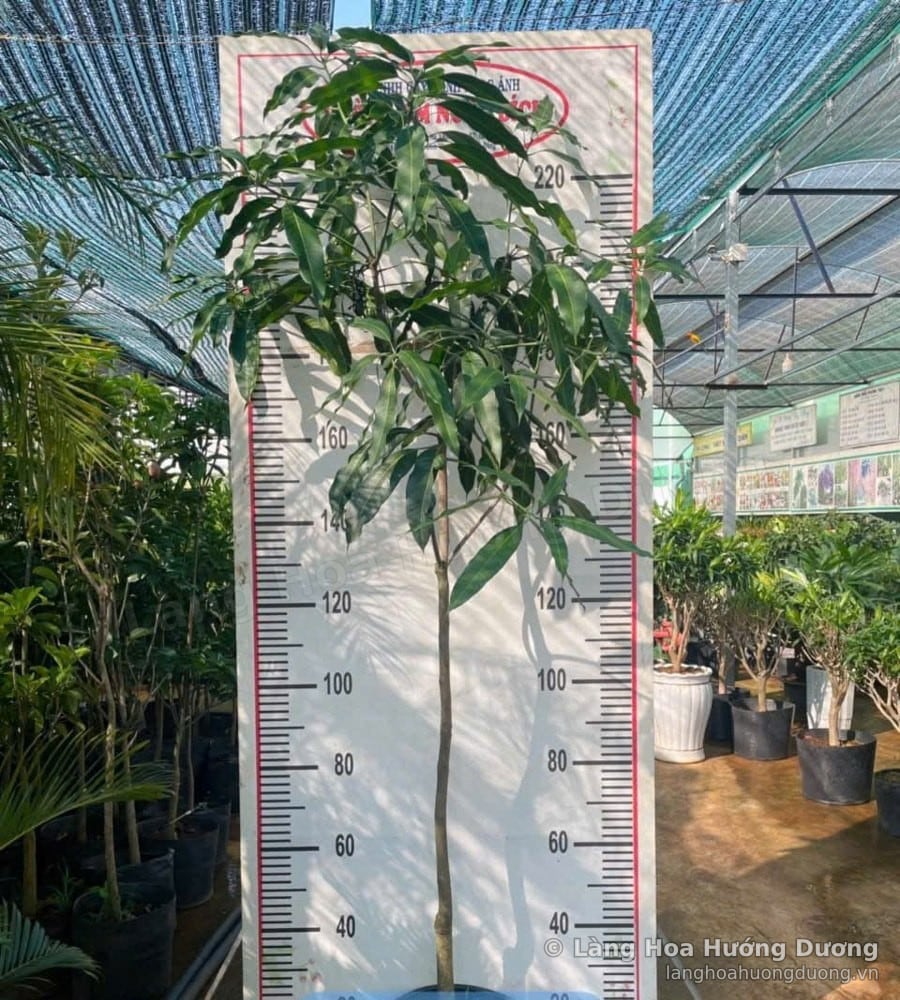 Cây Giống Xoài Thái