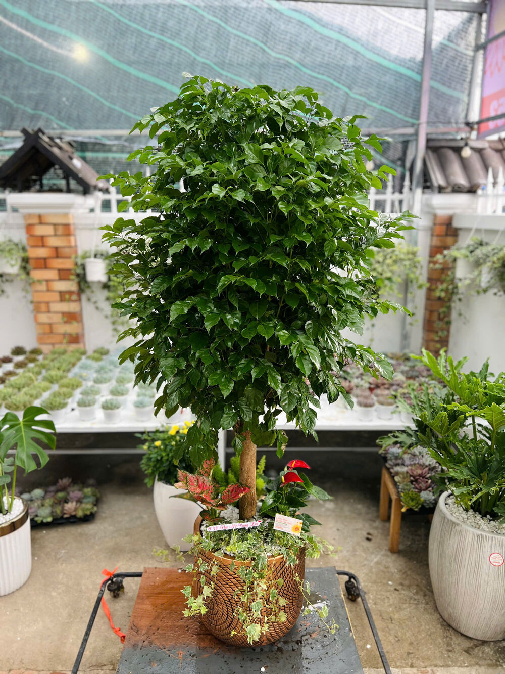 Cây Hạnh Phúc Gốc Lớn Chậu Gốm Đồng