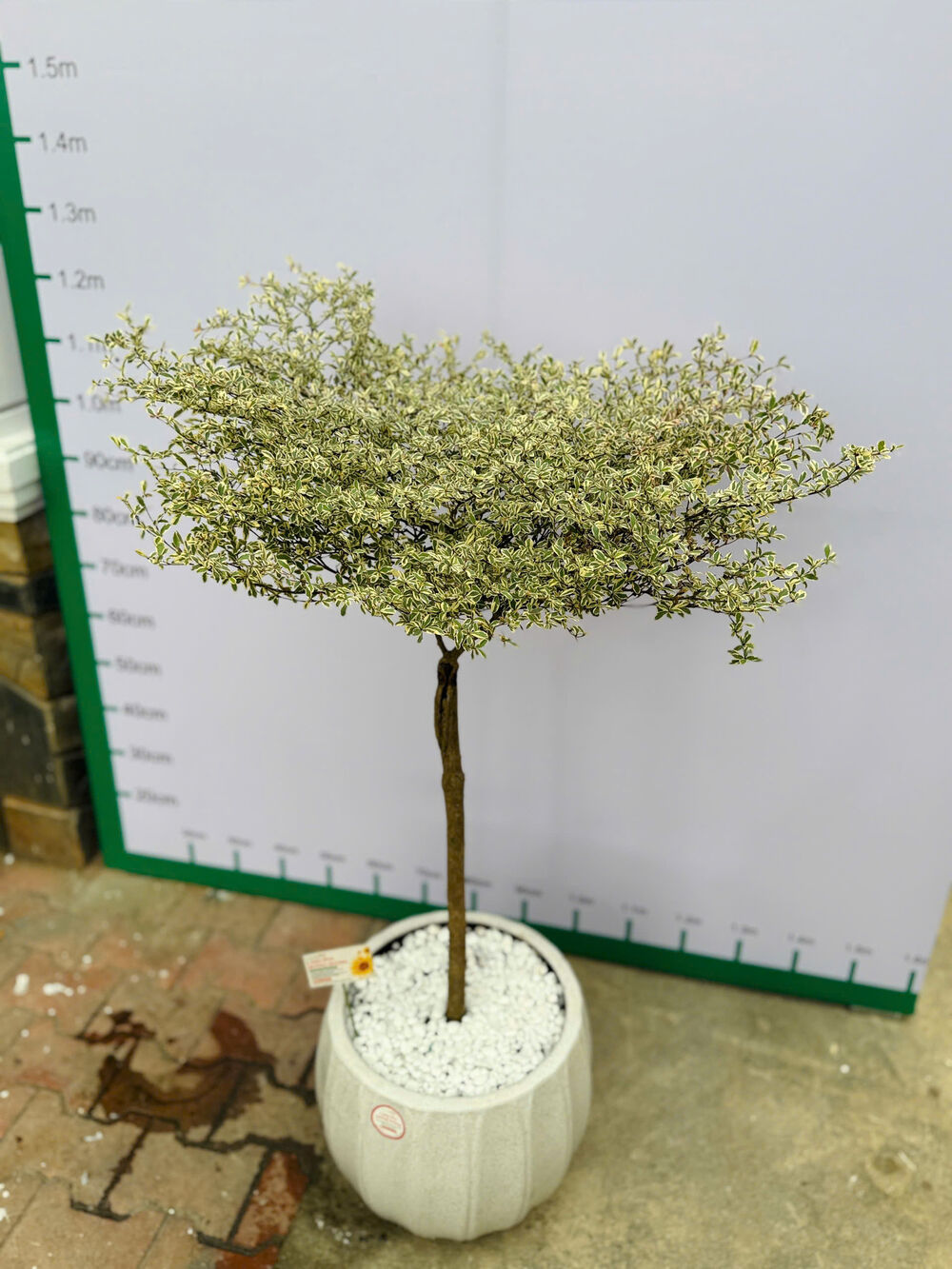 Cây Lá Cẩm Thạch Dáng Tán Chậu Sứ Trắng