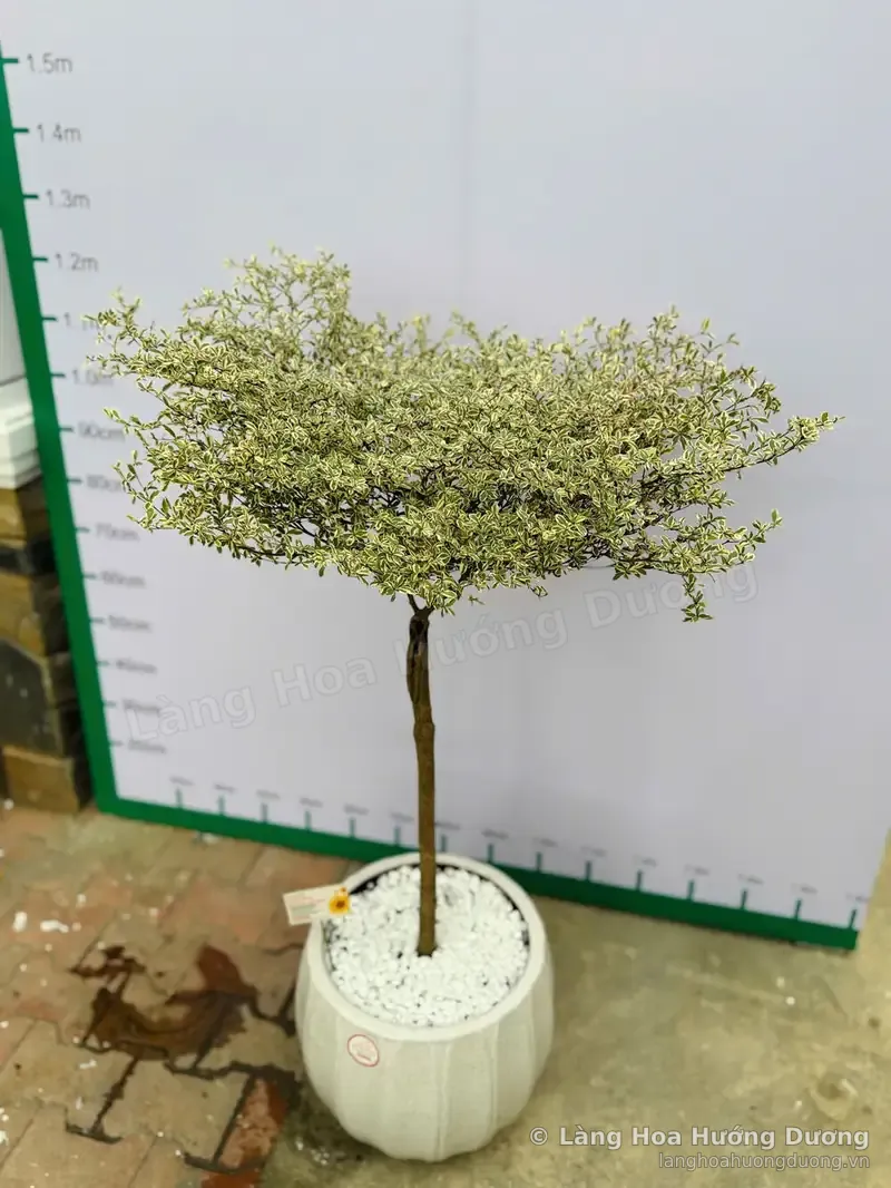 Cây Lá Cẩm Thạch Dáng Tán Chậu Sứ Trắng
