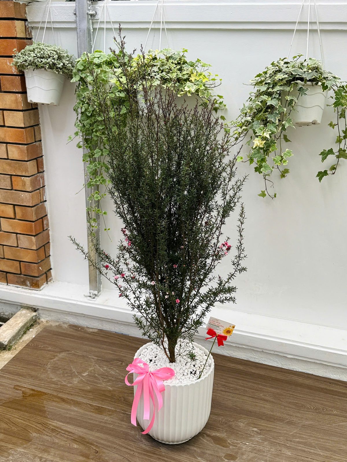 Cây Liễu Hoa Hồng Chậu Sứ Sọc Nơ Hồng
