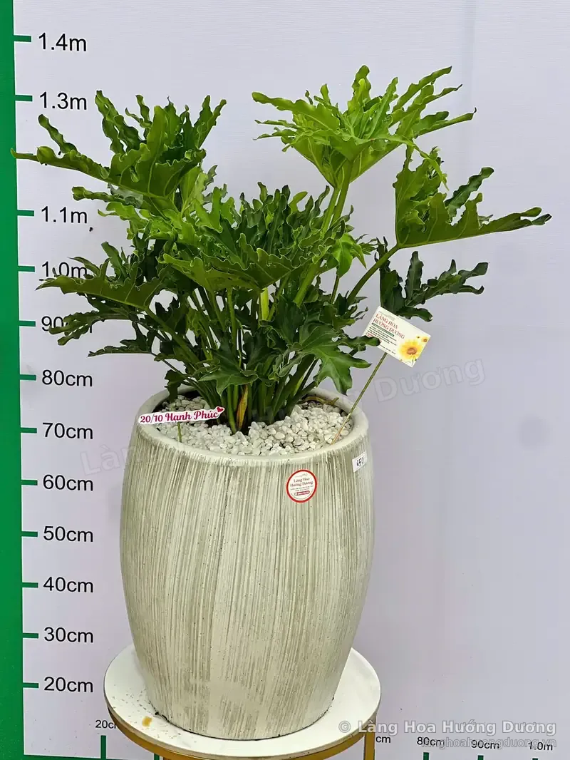 Đất trồng cây cảnh loại nào tốt? Cách chọn giá thể theo từng nhóm cây