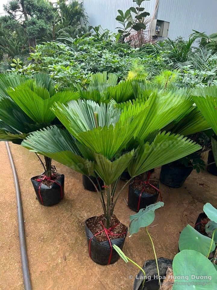 Cọ ô trồng trong chậu nhựa đen, tán lá hình quạt xanh