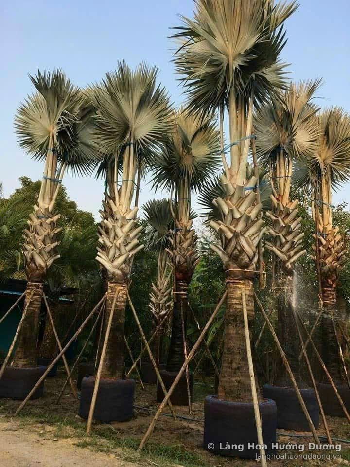 Cọ Quạt Thân Lớn Chống Cọc Tre