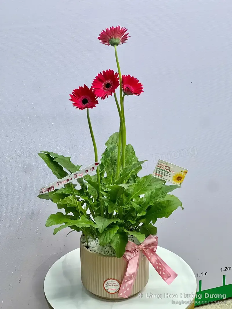 Đồng Tiền Đỏ Chậu Sọc Kem Nơ Hồng