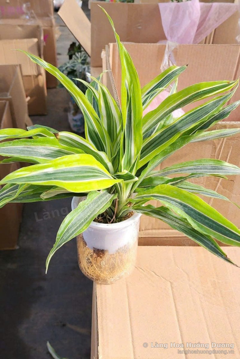 Dracaena Sọc Vàng Chậu Trong