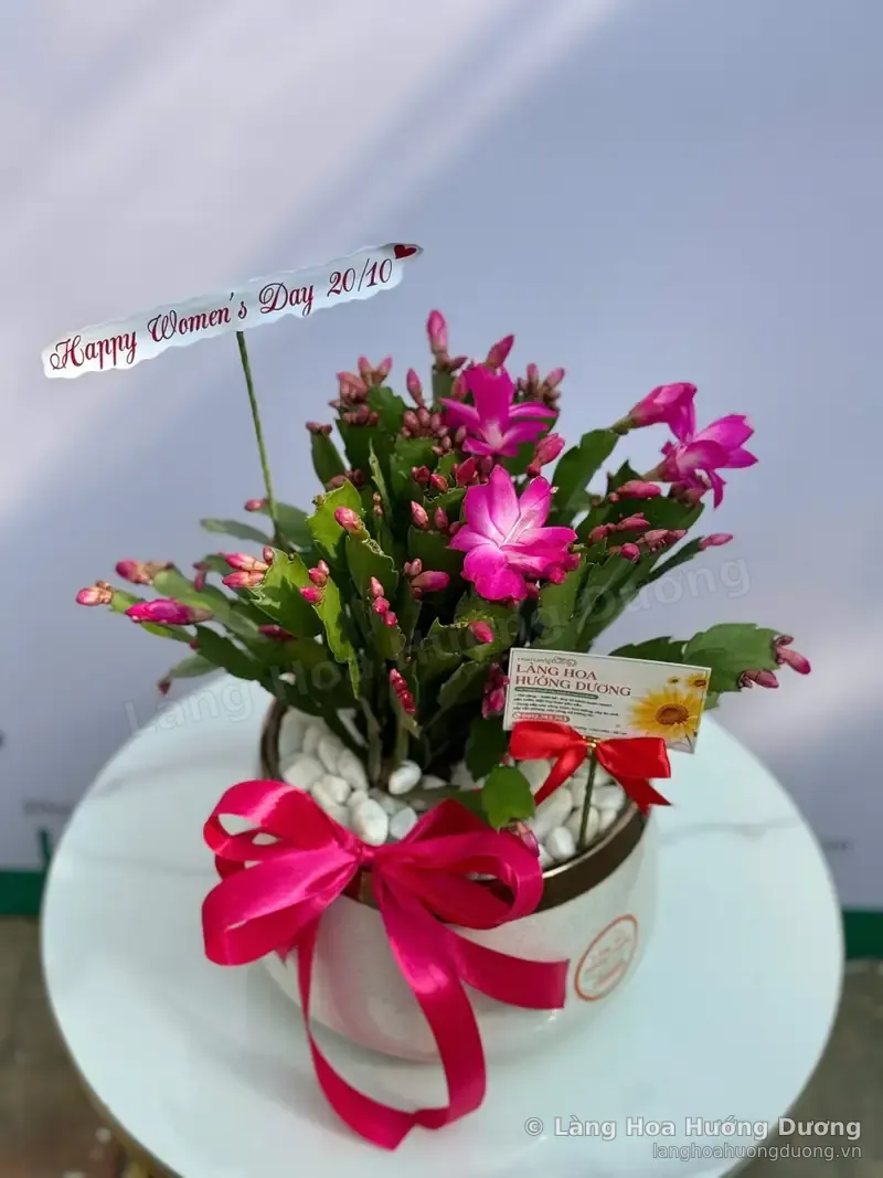 Hoa Càng Cua Hồng Nở Hoa Chậu Sứ Trắng Nơ Hồng Đậm