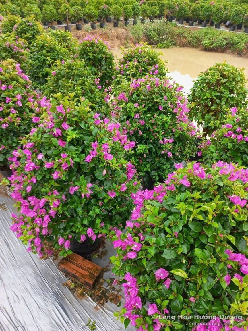 Hoa Giấy Tán Tròn Chậu Đen