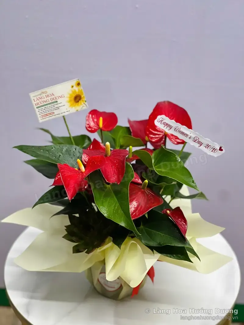 Hồng Môn Đỏ Bọc Giấy Kem Dáng Tròn