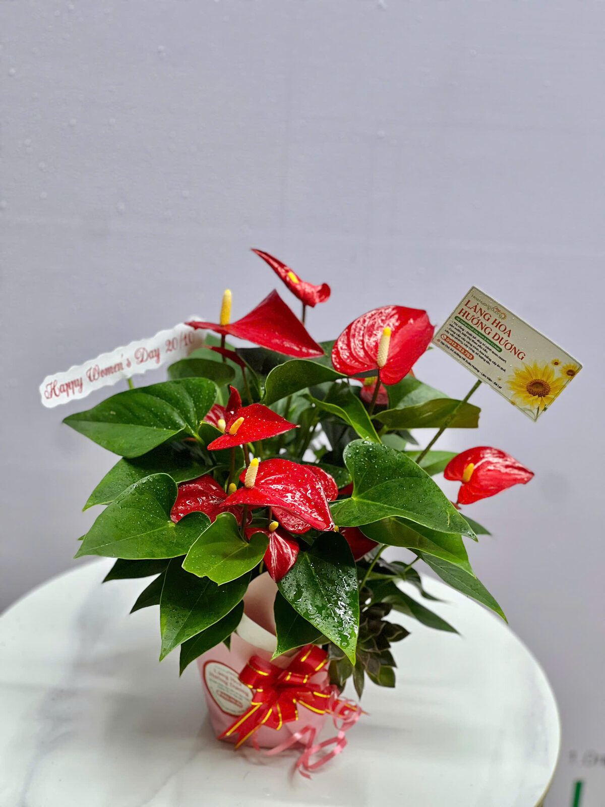 Hồng Môn Đỏ Chậu Nhỏ Nơ Đỏ