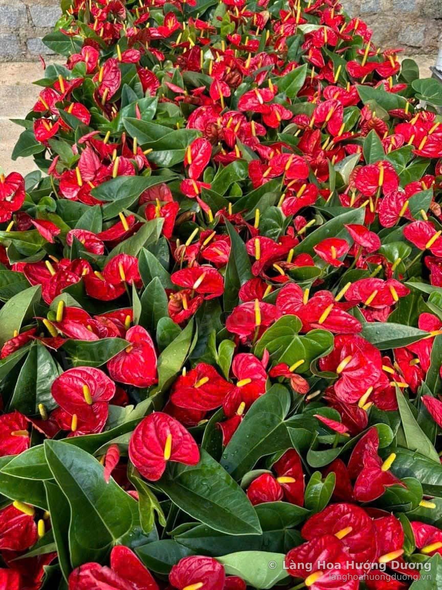 Hồng Môn Đỏ Lô Chậu Nhỏ