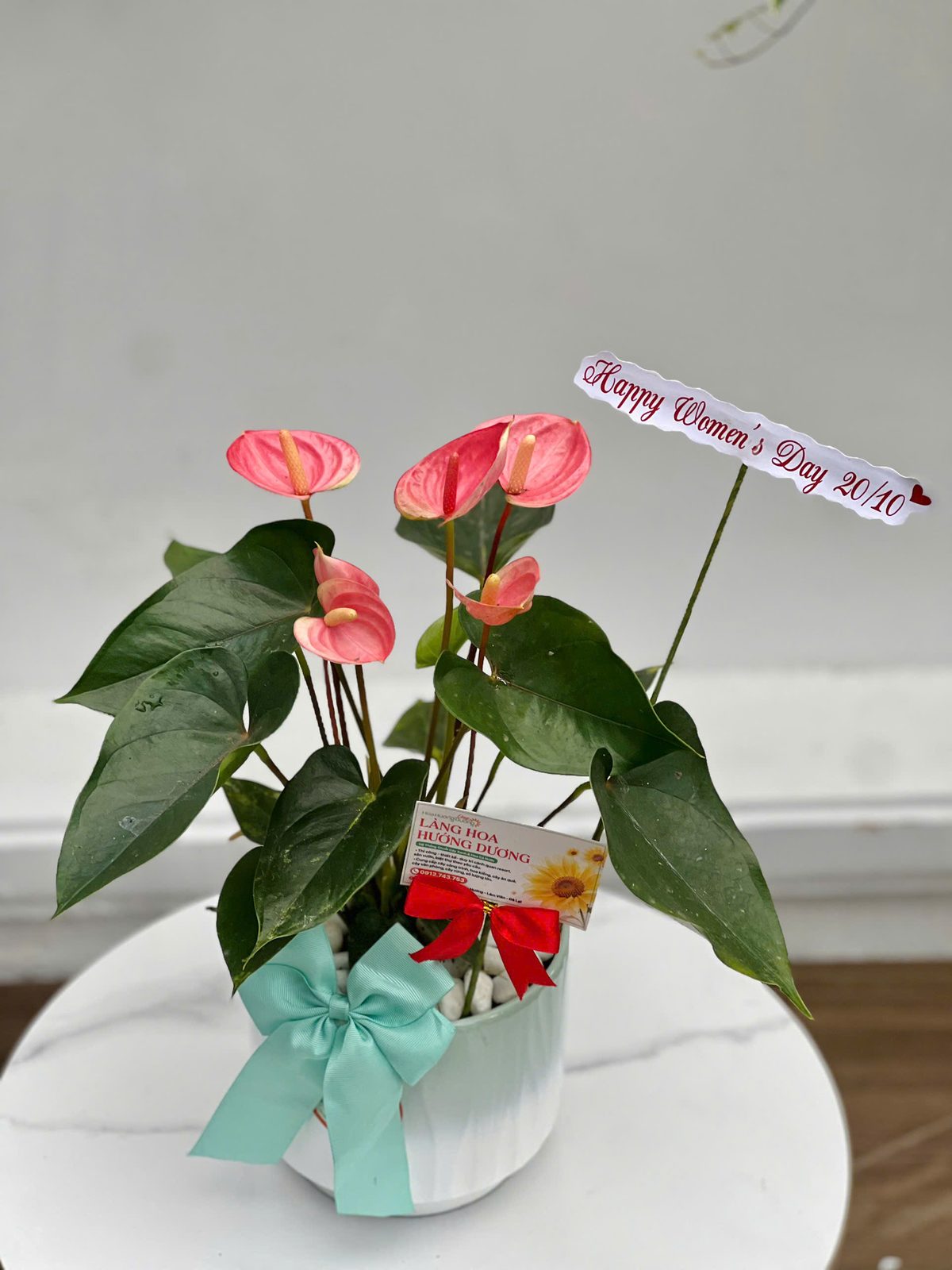 Hồng Môn Hồng Chậu Sứ Xanh Mint