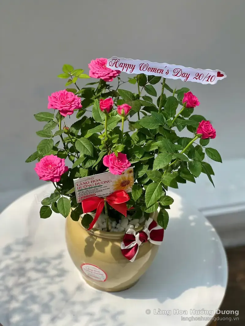 Hồng Tỉ Muội Hồng Chậu Gốm Vàng Đồng